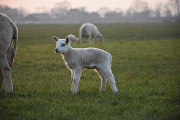 sheep in a green field