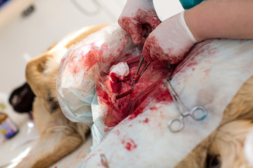 Surgical operation in a veterinary clinic. Hernia removal and sterilization of the Caucasian...
