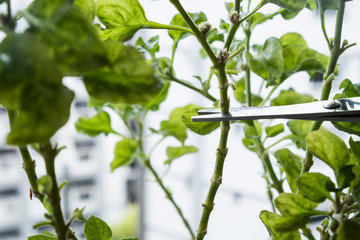 A gardener is trimming her plant from her home.