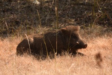Wild boar resting in grassland