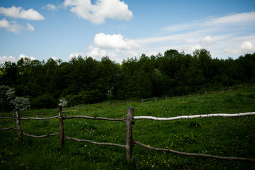 Fototapeta premium the sky above the trees in the forest