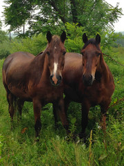 two horses in summertime are resting