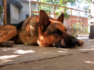 Shepherd dog is resting in the summer