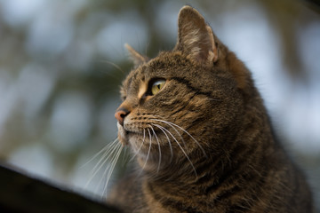 Close-up of a grey striped tabby cat looking left