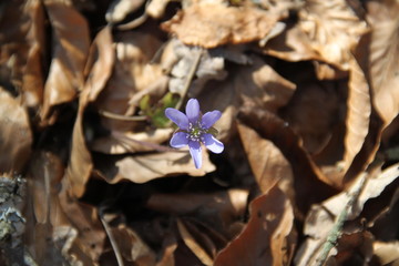Purple wild flower vinca in the forest