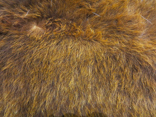 skin from wild animal hair