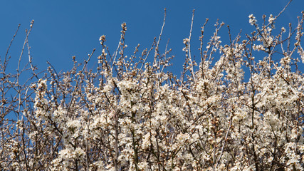 Looking at top of Cherry Plum tree (also known as prunus cerasifera), twigs with flowers. Blue sky....