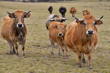 Front de vaches Aubrac du massif central, département du Puy-de-Dôme en région Auvergne-Rhône-Alpes, France