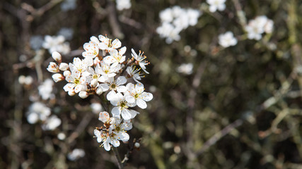 White flower of Cherry Plum tree (also known as Prunus cerasifera), twig with flowers. Spring in Essex in England. Spring time template photo. Copy space. Panorama. Selective focus.