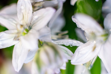 Macro shot of hyacinth flower on white background