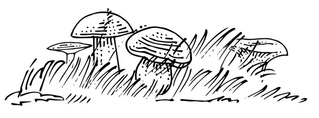 Hand drawing mushrooms in the grass. Vector is isolated on a white background. Somewhat common forest mushrooms. Pencil, ink, marker on paper.