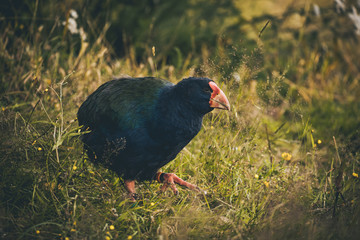 Tekahe South Island takahē or notornis, is a flightless bird indigenous to New Zealand, and the...