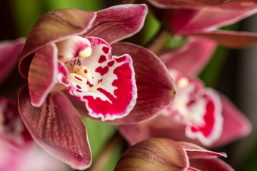 Obraz na płótnie Canvas Red cattleya orchid macro