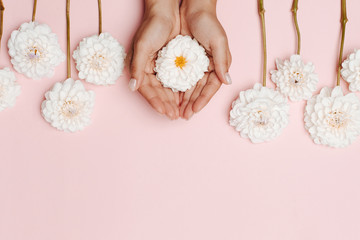 Woman's hands holding a white dahlia flower, among other flowers on pink background. The concept of tenderness. Space for text.