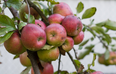 red apples on a branch outdoors
