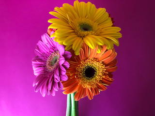 Closeup 3 yellow orange pink gerbera flowers on a bright purple background