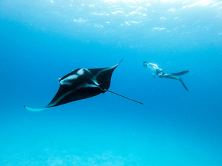 Male free diver and Giant oceanic manta ray, Manta Birostris, hovering underwater in blue ocean. Watching undersea world during adventure snorkeling tour on Maldives islands.