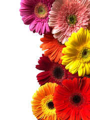 Colorful gerbera daisy flowers on a white background with empty space for text