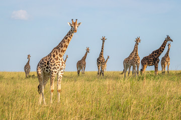 Naklejka na ściany i meble A tower Rothschild's giraffe ( Giraffa camelopardalis rothschildi) in a beautiful light, Murchison Falls National Park, Uganda.