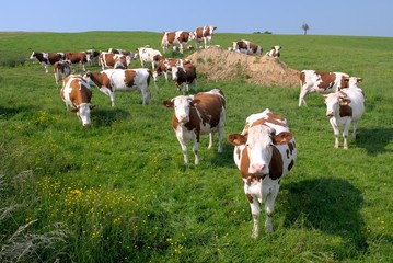 Fototapeta na wymiar Troupeau vaches race montbéliarde au pré