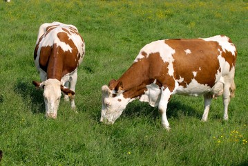 Troupeau vaches race montbéliarde au pré