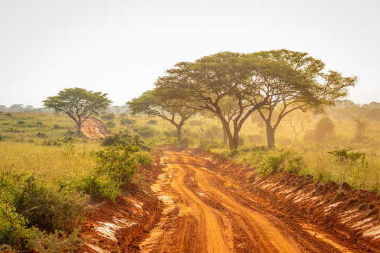 Very typical dirt road for safari in Murchison Falls national park in Uganda at sunset.