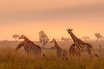 A tower Rothschild's giraffe ( Giraffa camelopardalis rothschildi) in a beautiful light at sunrise,...