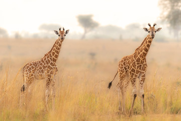 Two baby Rothschild's giraffe ( Giraffa camelopardalis rothschildi) in a beautiful light at...