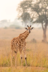 A baby Rothschild's giraffe ( Giraffa camelopardalis rothschildi) in a beautiful light at sunrise,...