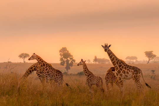 A tower Rothschild's giraffe ( Giraffa camelopardalis rothschildi) in a beautiful light at sunrise, Murchison Falls National Park, Uganda.
