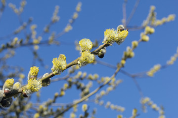 A branch of a blossoming willow against the blue sky. Yellow inflorescences are visible. Close-up shot.
