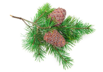 Fototapeta premium Cedar cones with branch on white