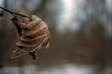 Lonely dry leaf on a branch in a winter day. Withered leaves of a tree close-up. The brown leaf curled up from the cold in the forest.