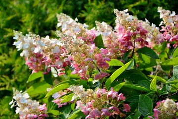 The bush of white and pink paniculata hydrangea in the garden closeup