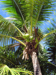 Palm tree, South Pacific, Islamorada, Gulf of Mexico, Florida, USA