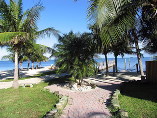 Fototapeta premium Palm tree, South Pacific, Islamorada, Gulf of Mexico, Florida, USA