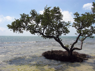 Gulf of Mexico, Florida Keys, Old Flagler Railroad, Bridges, Florida Keys, Florida, USA