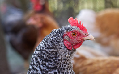 plymouth huhn kopf nahaufnahme