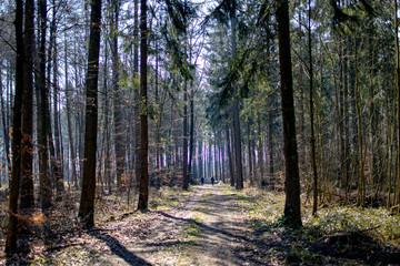 Zwei Joggerinnen in der Ferne im Wald Social Distancing