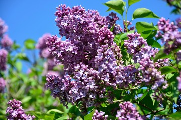 Obraz premium Lilac bush in the garden on the background of the blue sky close-up