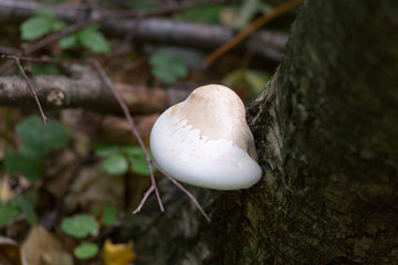 A non edible mushroom in the wood