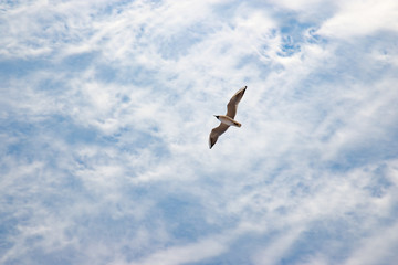 A flying seagull in the blue cloudy sky