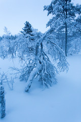 A frozen landscape during winter