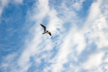 Fototapeta na wymiar A flying seagull in the blue cloudy sky