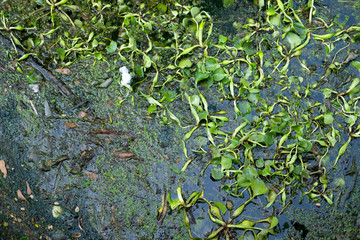Common water hyacinth floating on the surface of dirty river with plastic garbage
