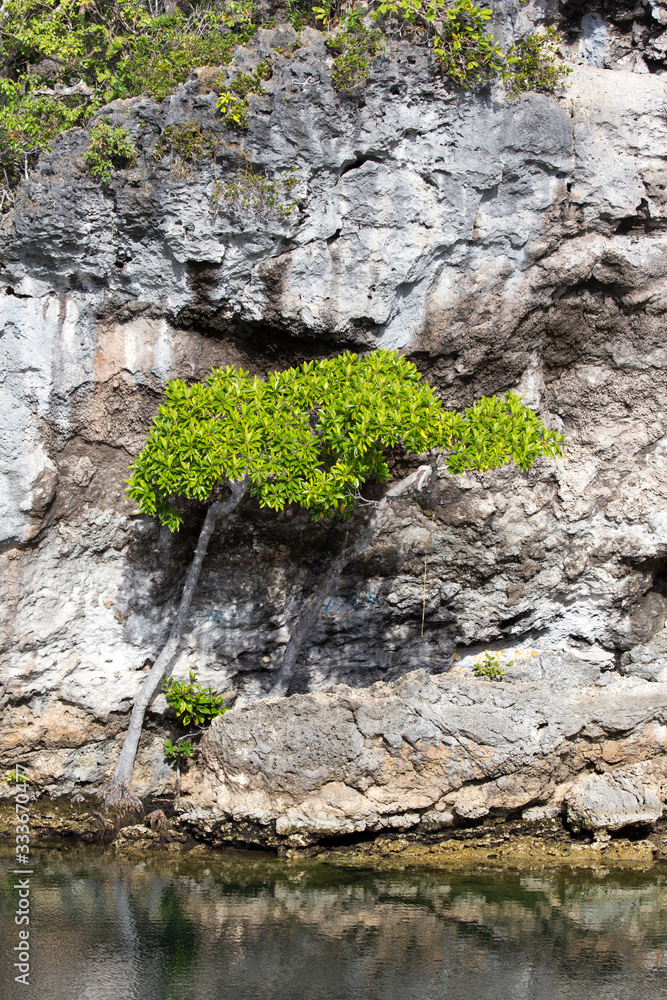 Wall mural The flora of New Caledonia