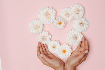 Woman's hands touching heart from white dahlia flowers on pink background.