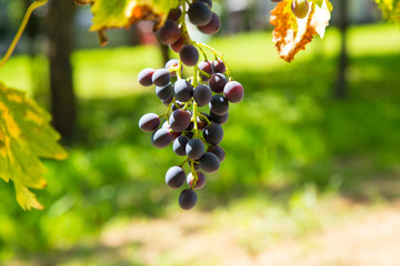 Weintrauben an Weinrebe in der Pfalz