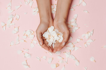 Obraz na płótnie Canvas Woman's hands holding white petals, many petals on the pink background.