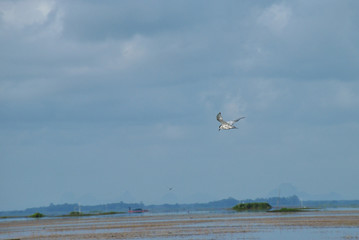 The birds fly with the pink color of the algae flowers in full bloom at Phatthalung little sea lake.